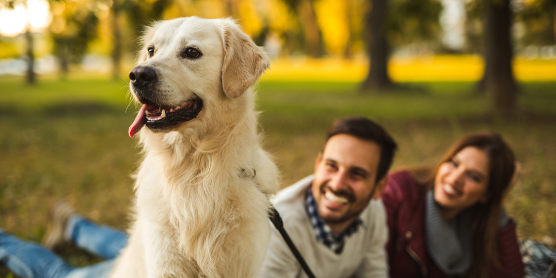 Embracing Furry Comfort: The Joy and Art of Petting