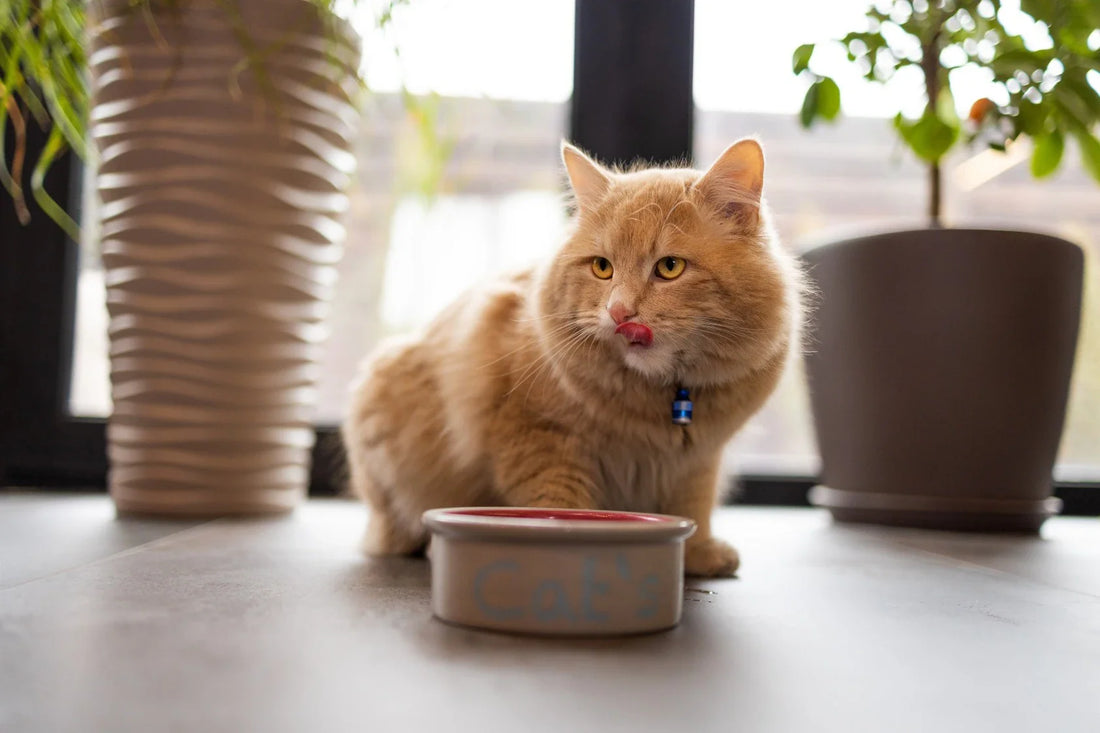 Best Cat Food in India: A Complete Guide for Cat Parents