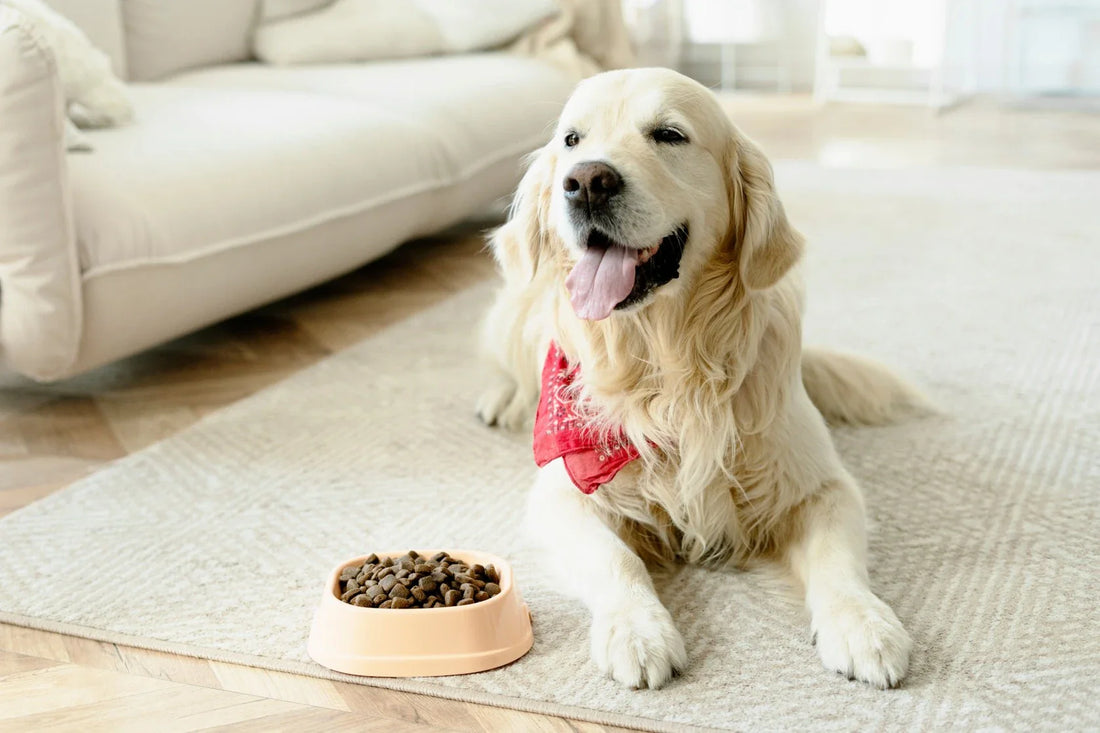 Best Dog Food in India: A Complete Guide for Dog Parents