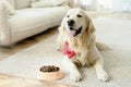 Best Dog Food in India: A Complete Guide for Dog Parents