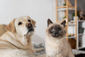 Common Pet Food Marketing Terms Explained Simply - DatGud Pet Food