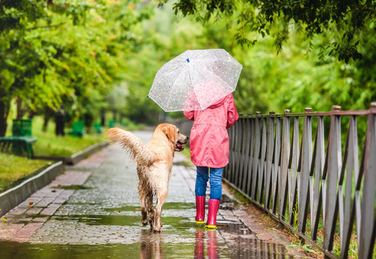 Balancing Hot and Wet: Best Practices for Dog Care During Unpredictable Weather