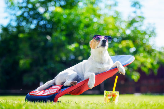 Embracing Furry Comfort: Keeping Your Pet Cool this Summer