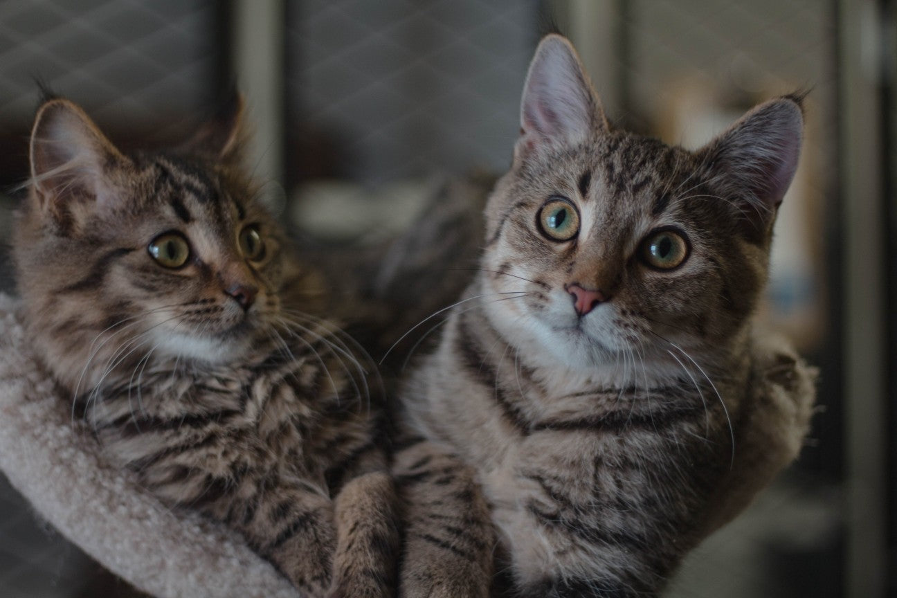 7 Signs You Are Your Cat’s Favourite Person