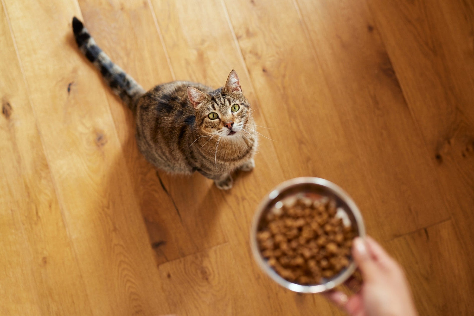 Affordable Cat Food for Multi-Cat Homes - DatGud Pet Food