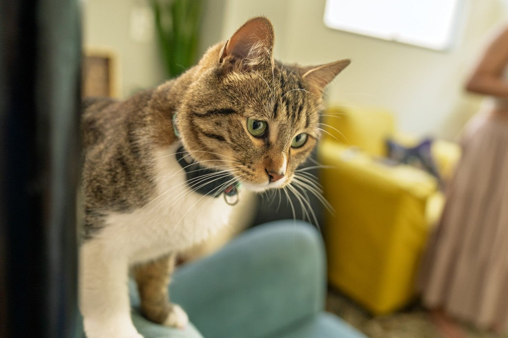 Best Diet for Indoor Cats to Prevent Weight Gain - DatGud Pet Food