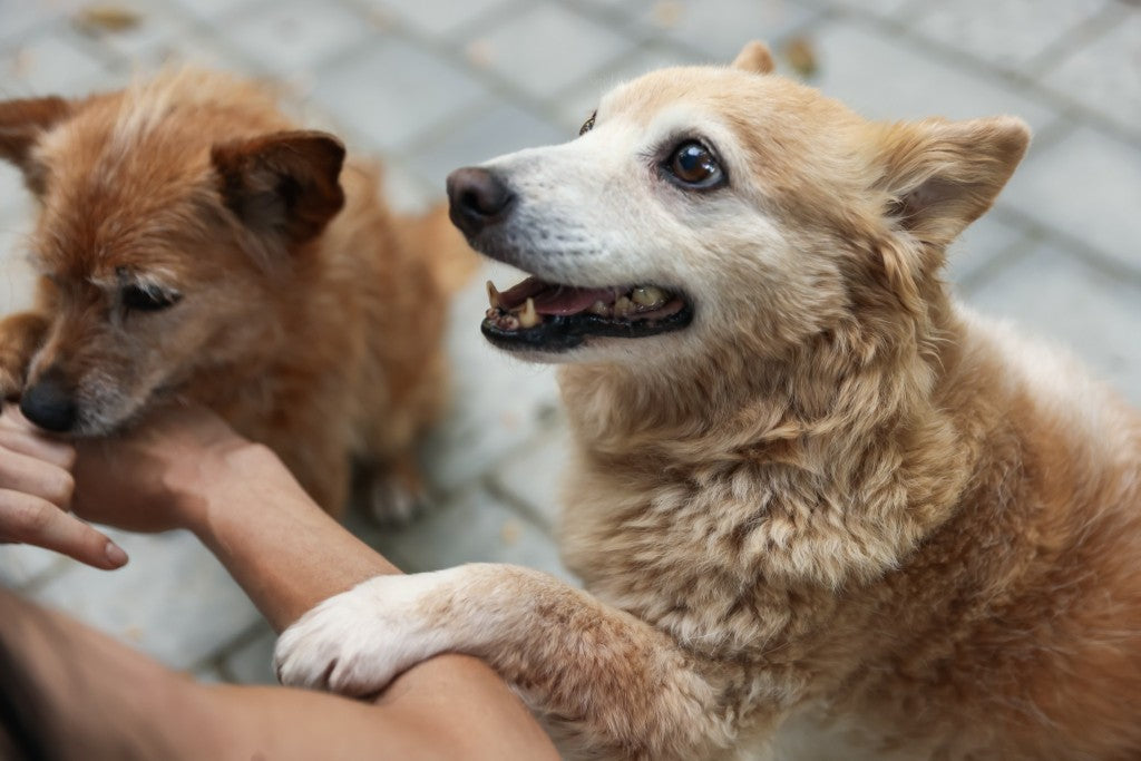 Best Dog Food for Indian Breeds - DatGud Dog Food