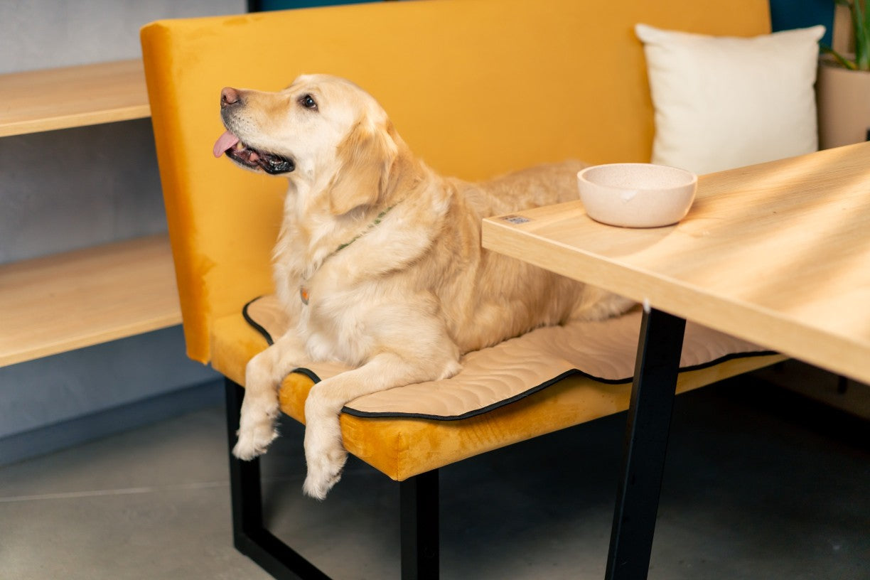 Do Dogs Need Different Food as They Age? - DatGud Pet Food