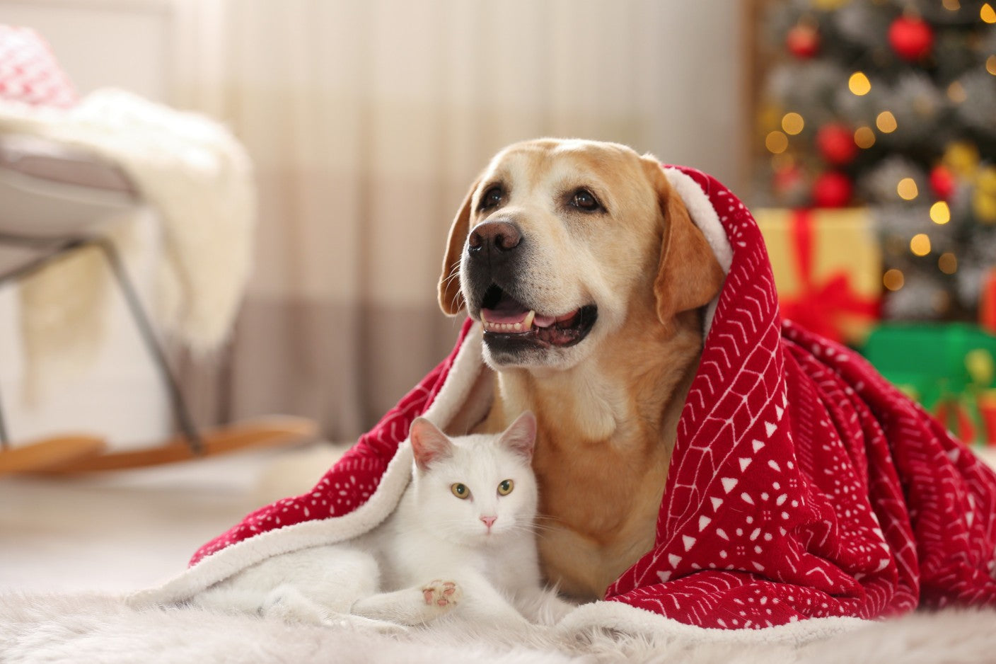 How Consistent Feeding Improves Your Pet’s Digestion and Energy? - DatGud Pet Food