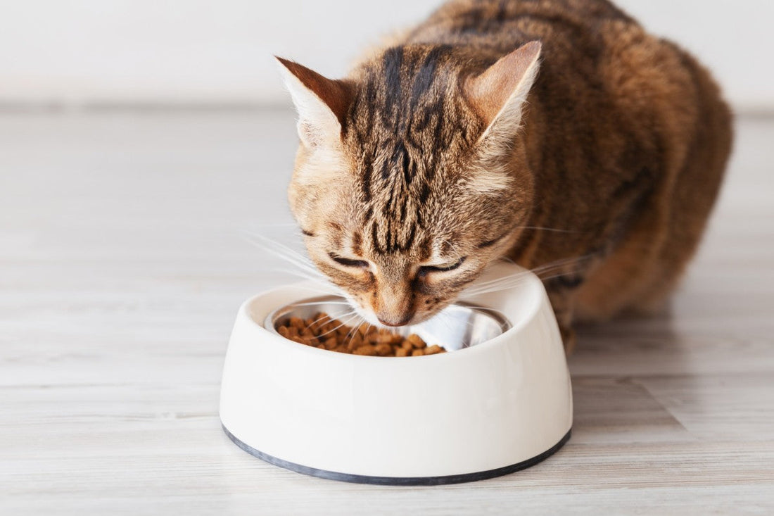 How Multi-Cat Parents Can Save on Food Without Cutting Nutrition - DatGud Pet Food