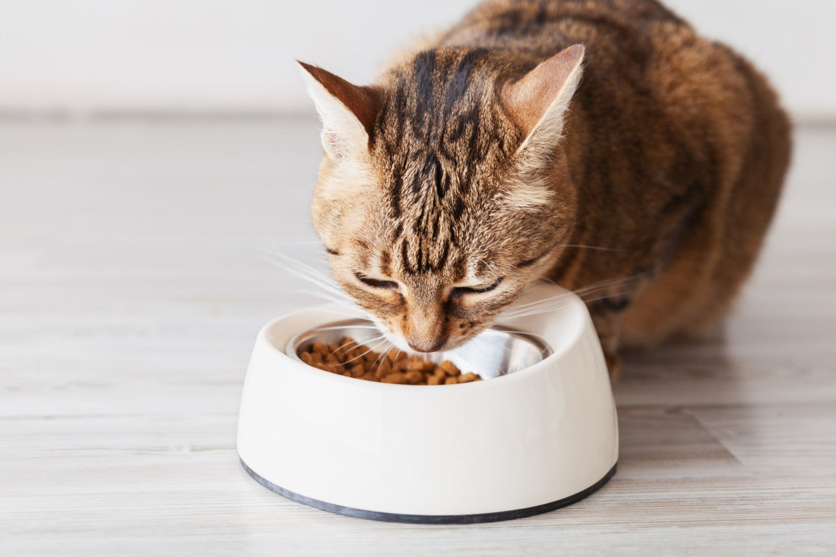 How Multi-Cat Parents Can Save on Food Without Cutting Nutrition - DatGud Pet Food
