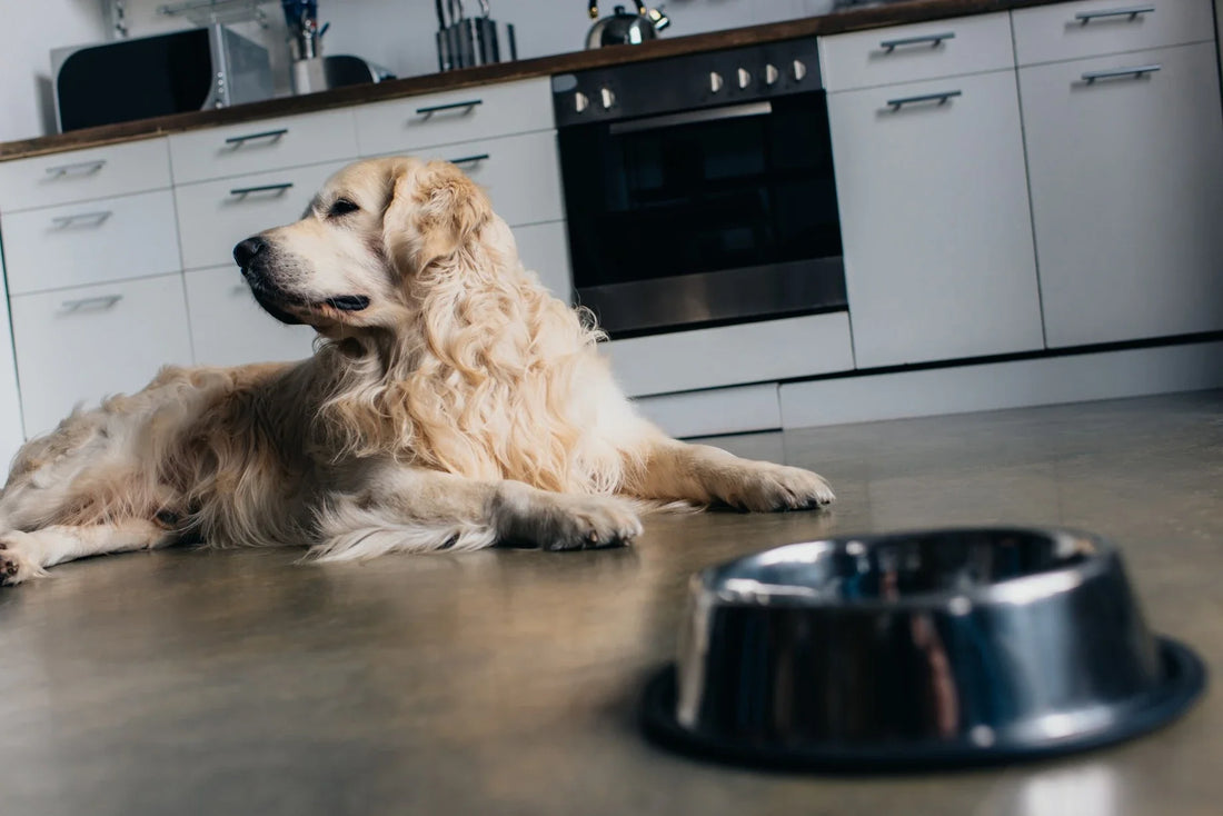 How to Choose a Good Dog Food on a Budget in India - DatGud