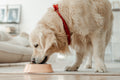 How to Pick the Right Dog Food Pack Size to Save Money? - DatGud Dog Food