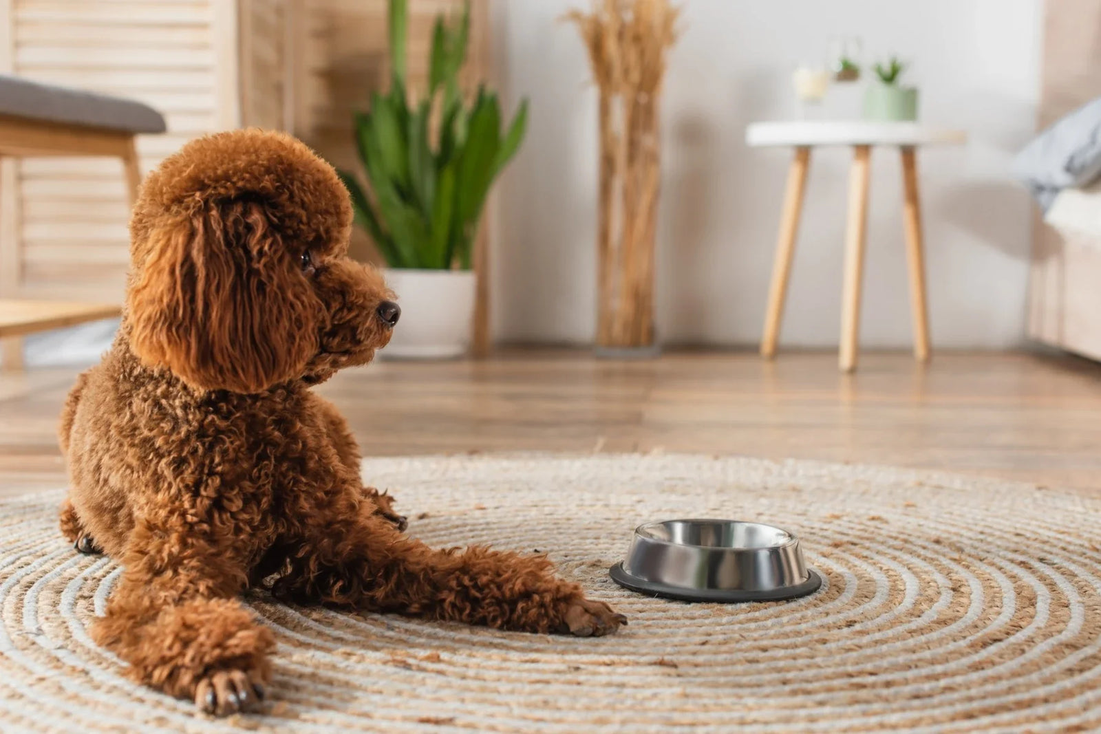 How to Read a Pet Food Label Without Overthinking It? - DatGud