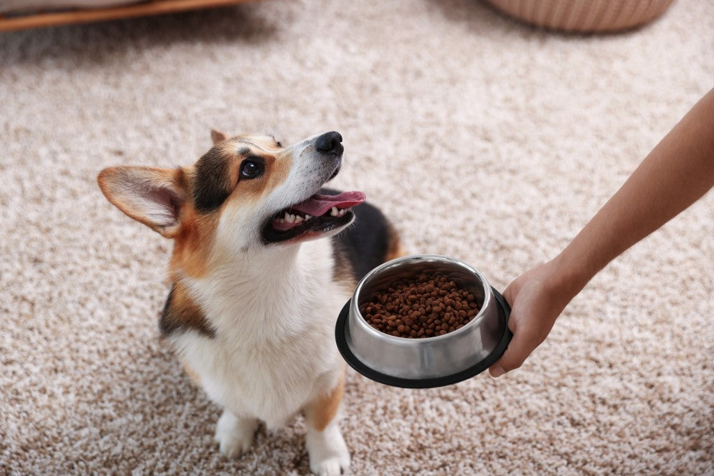 Myths Around Protein and Dog Food - DatGud Pet Food