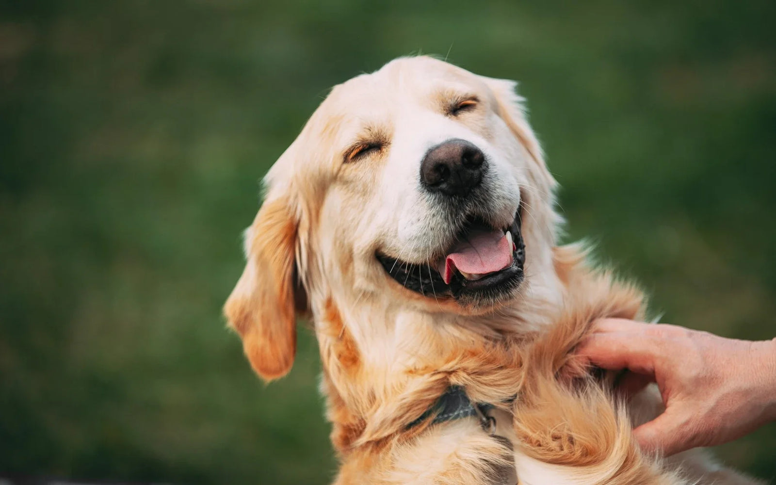Signs your Dog’s Food is Actually Working - DatGud