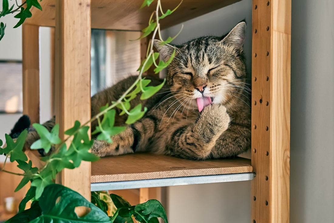 What Are AAFCO Guidelines & Why Should Indian Cat Parents Care?