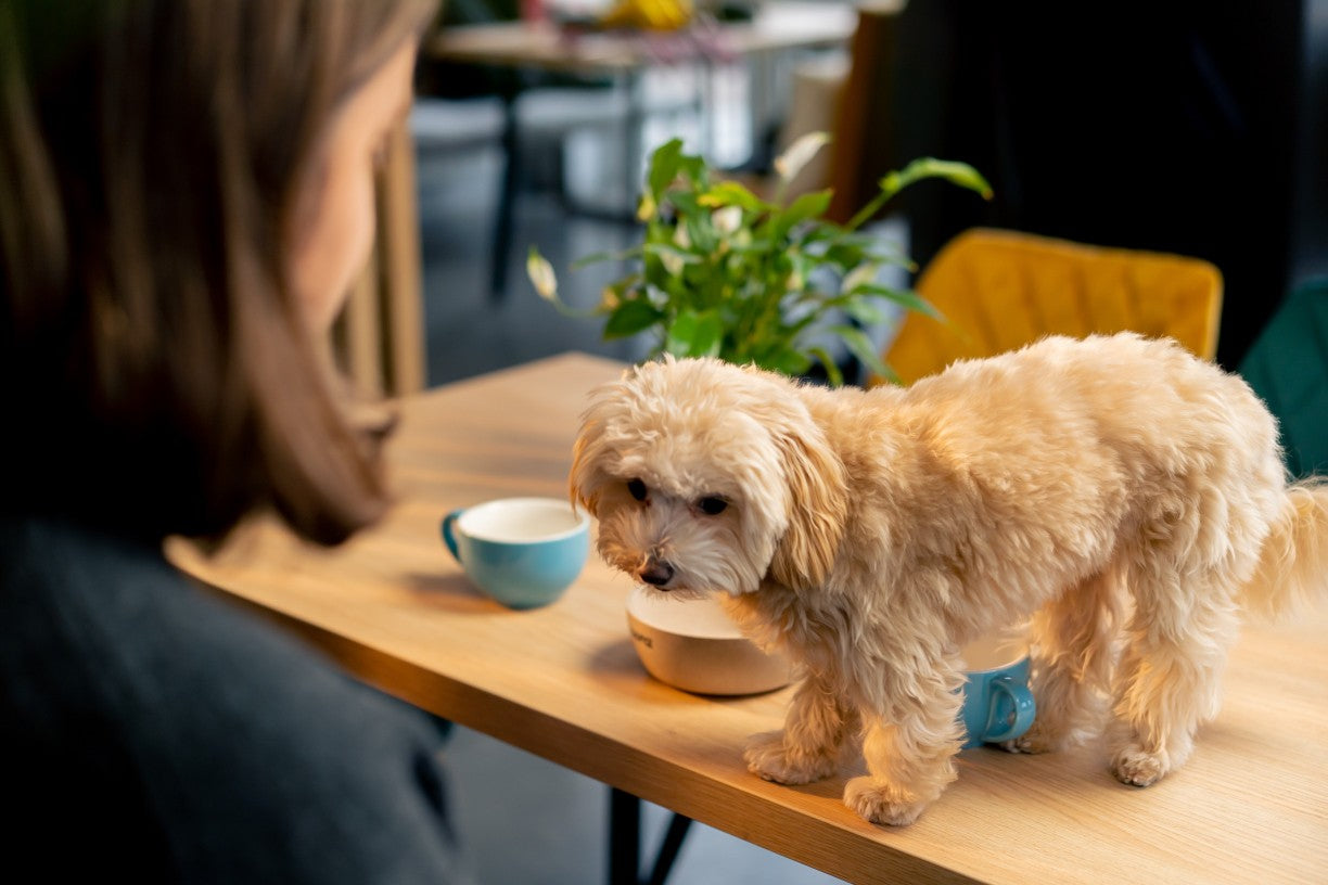What Makes a Dog Food ‘Good’ Even If It’s Budget-Friendly? - DatGud  Pet Food