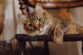 Why Does Your Cat Meow Back When You Talk - DatGud Pet Food