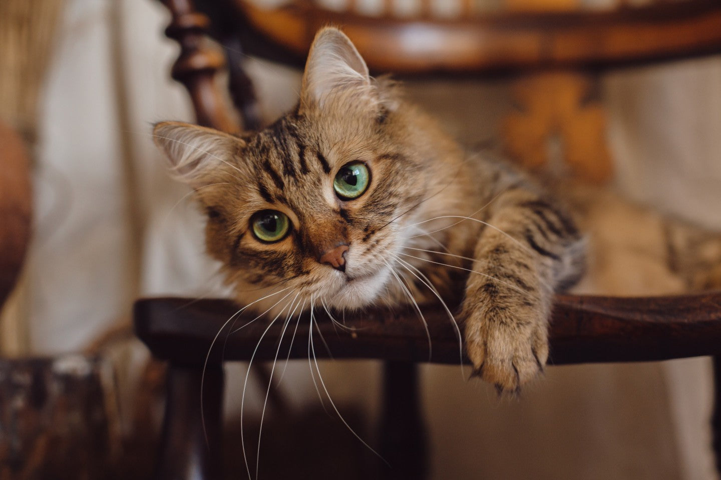 Why Does Your Cat Meow Back When You Talk - DatGud Pet Food