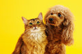 What ‘Made in India’ Means for Pet Food Quality & Freshness - DatGud