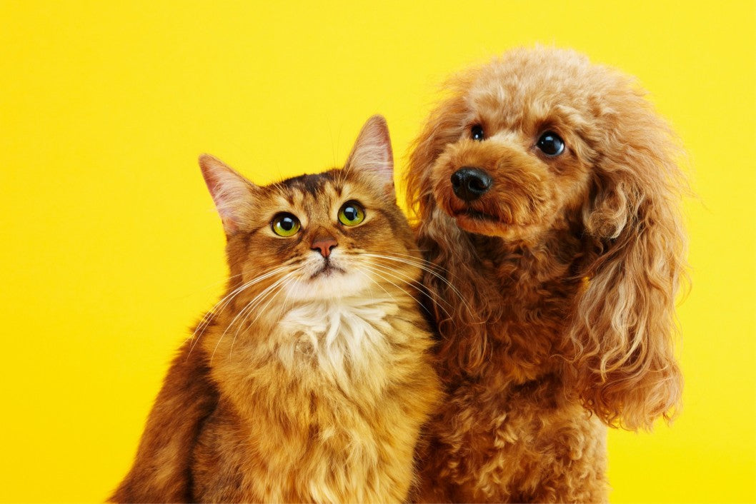 What ‘Made in India’ Means for Pet Food Quality & Freshness - DatGud