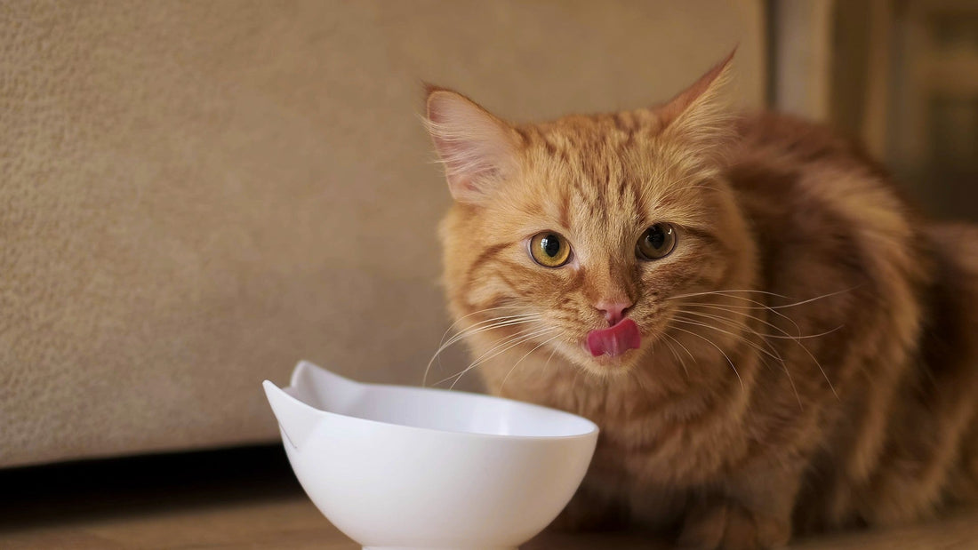 How Much Wet Food Is Safe for Your Cat? - DatGud Pet Food