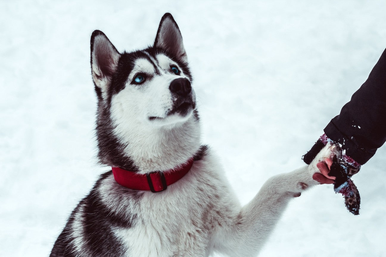 Famous Dogs in History and Pop Culture: Fun Facts & Their Impact (Part 1)