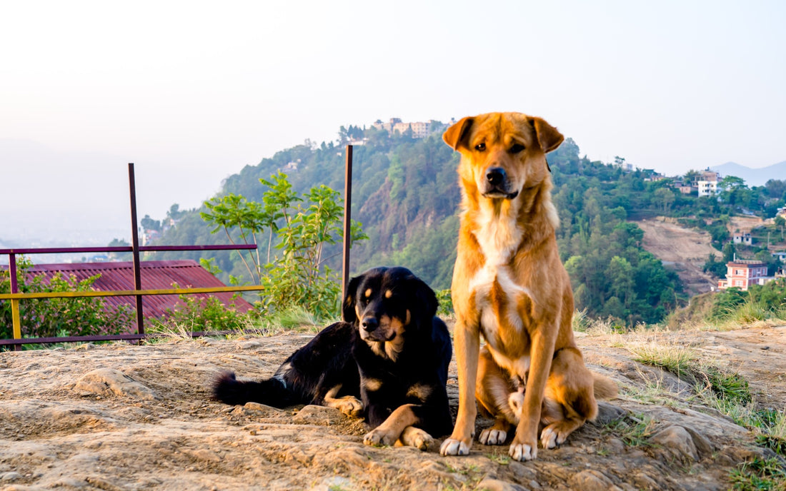 Celebrating Indian Canine Heroes: Remarkable Dog Stories from India