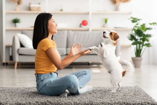Rainy Day Fun: Indoor Activities to Enjoy with Your Dog