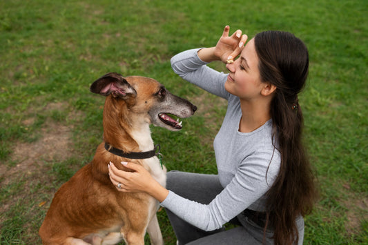 Can You Feed Regular Human Biscuits to Stray Dogs?