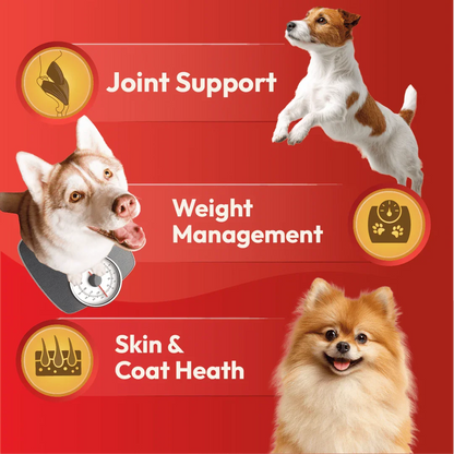 DatGud Brown Rice & Chicken, Adult Dry Dog Food - DatGud